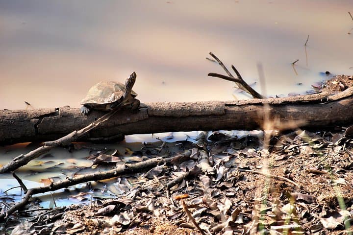 Wilpattu National Park Day Safari from Colombo — Leopard & Elephant Wildlife Tour photo 2