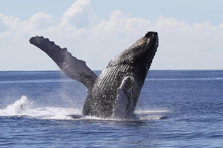 Samana Full-Day Whale Watching, Horseback Ride & Cayo Levantado Excursion photo 2