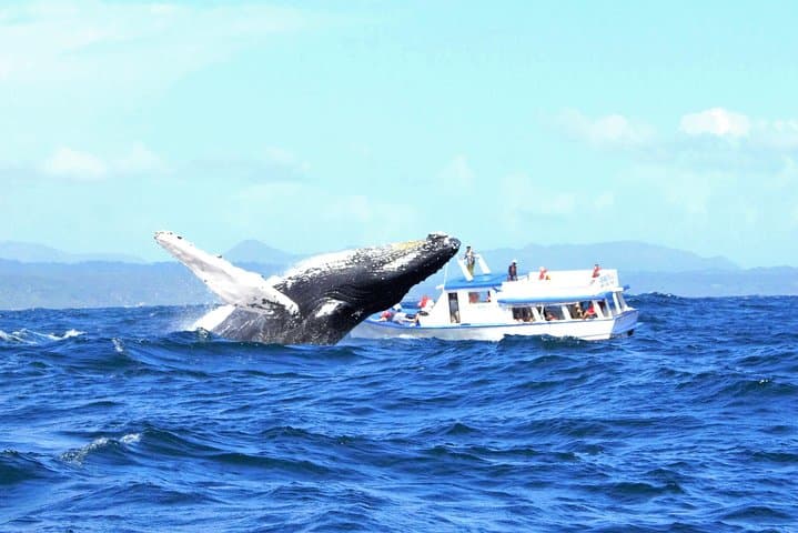 Samana Full-Day Whale Watching, Horseback Ride & Cayo Levantado Excursion photo 3