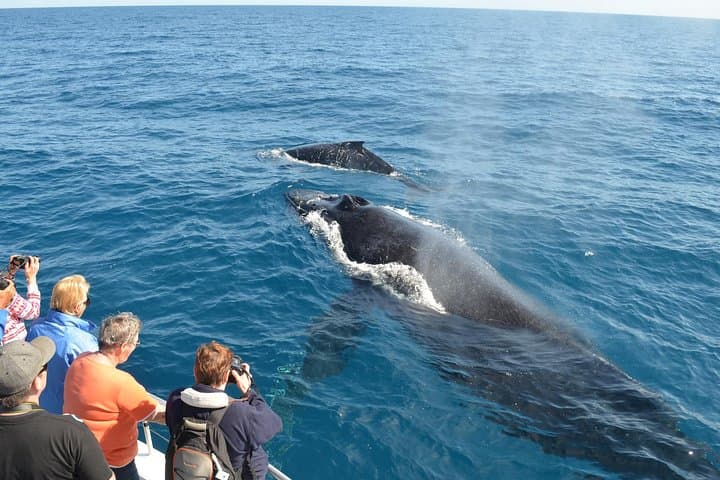 Samana Full-Day Whale Watching, Horseback Ride & Cayo Levantado Excursion photo 5