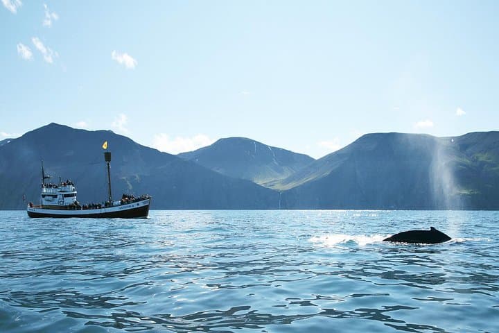 Whale and Puffin Watching in Skjálfandi Bay — Húsavík Oak-Boat Wildlife Cruise