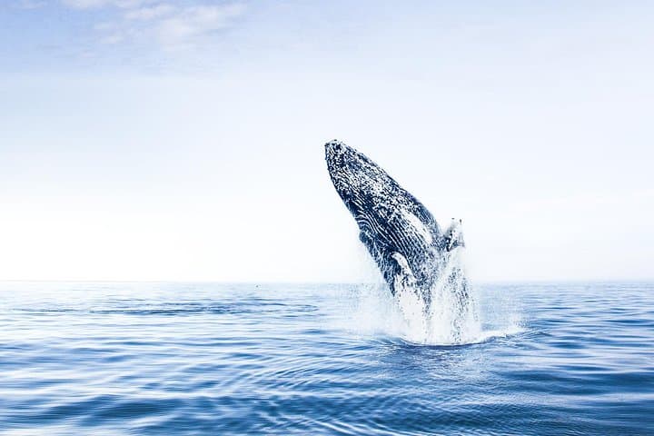 Whale Watching from Árskógssandur: Traditional Oak Boat Tours in Eyjafjörður photo 2
