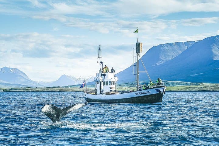 Whale Watching from Árskógssandur: Traditional Oak Boat Tours in Eyjafjörður photo 4