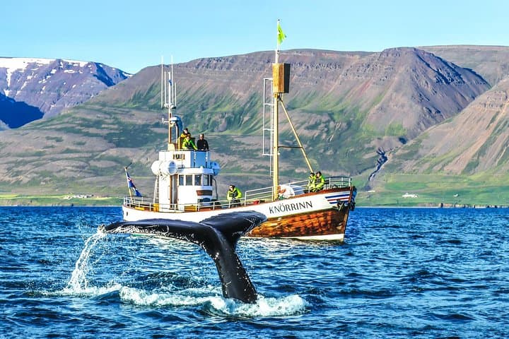 Whale Watching from Árskógssandur: Traditional Oak Boat Tours in Eyjafjörður