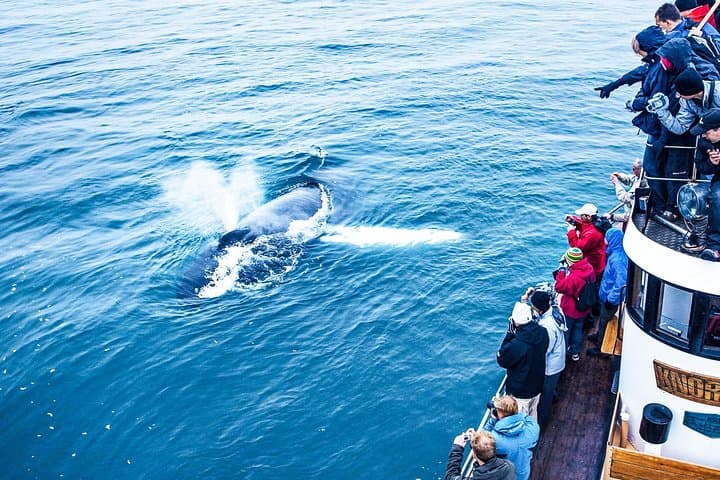Whale Watching from Árskógssandur: Traditional Oak Boat Tours in Eyjafjörður photo 5