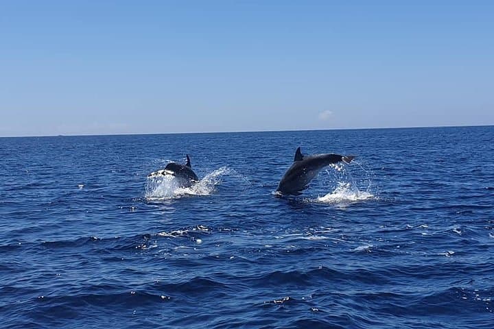Sesimbra Eco Dolphin Watching & Coastal Cleanup — Lisbon Day Trip photo 4