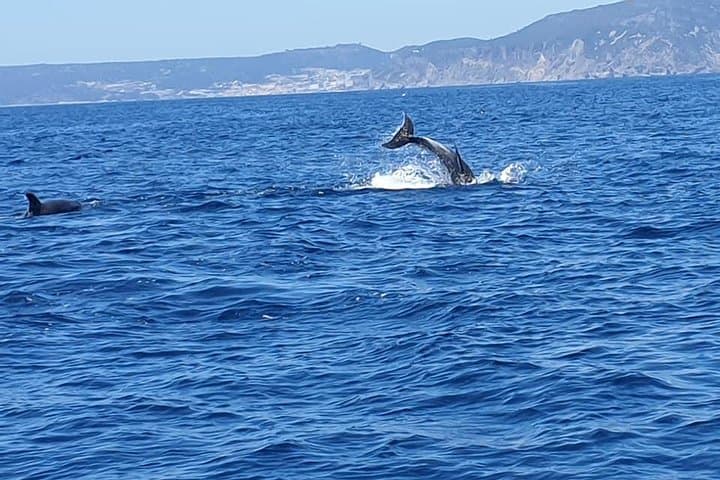 Sesimbra Eco Dolphin Watching & Coastal Cleanup — Lisbon Day Trip photo 5