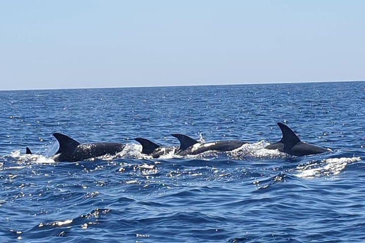 Sesimbra Eco Dolphin Watching & Coastal Cleanup — Lisbon Day Trip photo 6