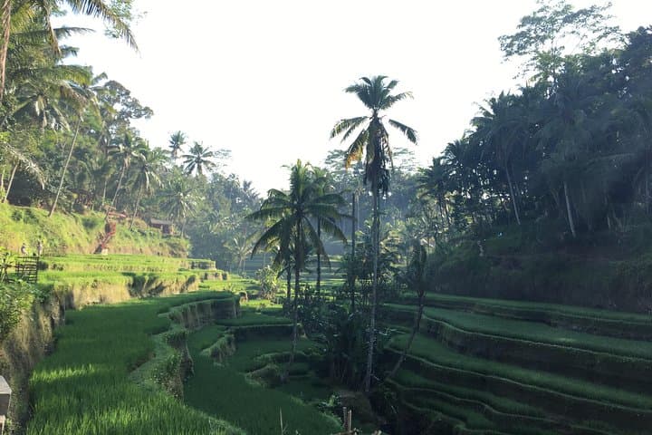 best-of-ubud-waterfalls-tegalalang-rice-terrace-swing-tour photo 5