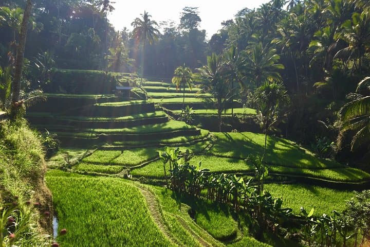 best-of-ubud-waterfalls-tegalalang-rice-terrace-swing-tour photo 6