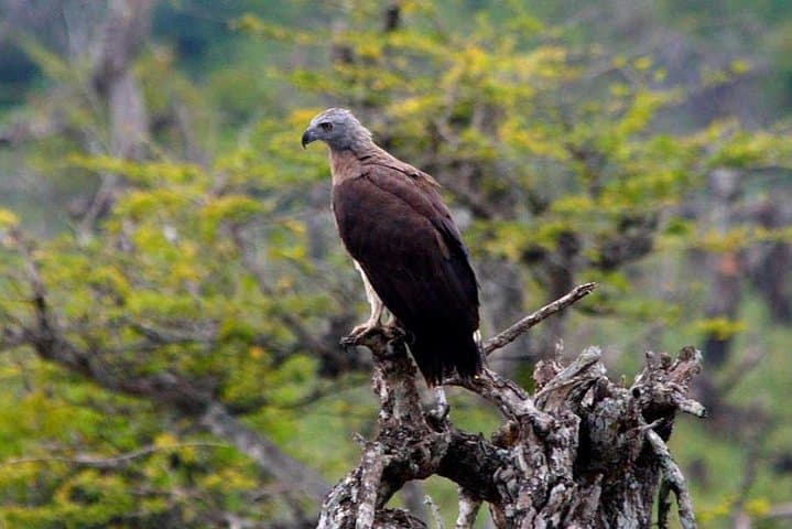 Wilpattu Private Safari from Negombo — Leopard & Elephant Day Trip photo 5