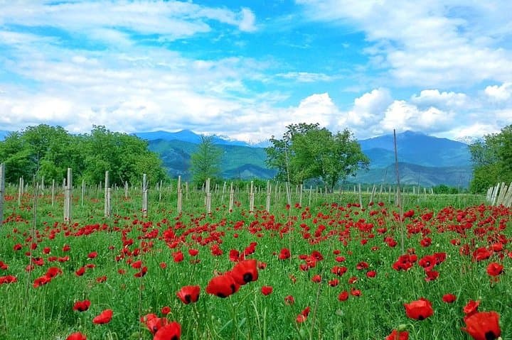 Day Trip Through Kakheti: Private Wine Region Tour from Tbilisi photo 4