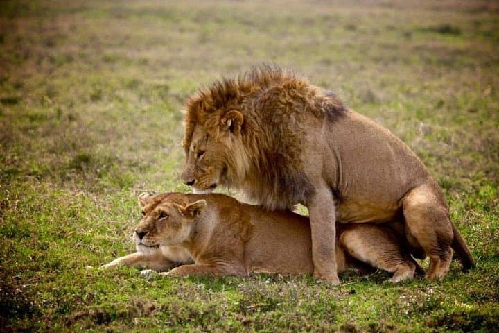 Ngorongoro Crater: Full-Day Wildlife Safari from Karatu
