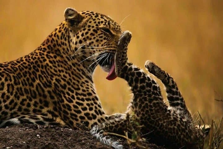 Ngorongoro Crater: Full-Day Wildlife Safari from Karatu photo 2