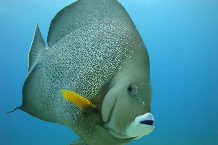 Isla Mujeres Snorkeling Tour: Two Shallow Reefs from a Private Pier photo 5