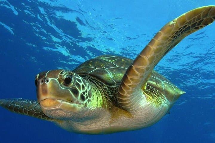 Costa Maya Two-Tank Dive: Explore the Mesoamerican Reef off Mahahual