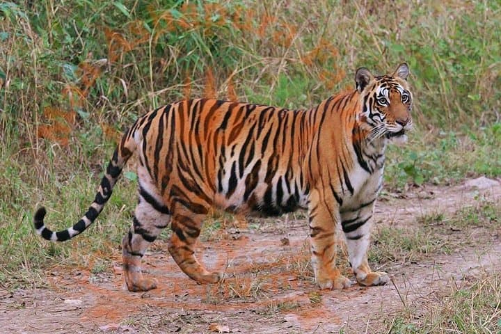 Golden Triangle & Ranthambore: 8-Day Private Tour from Delhi to Jaipur with Tiger Safari photo 3