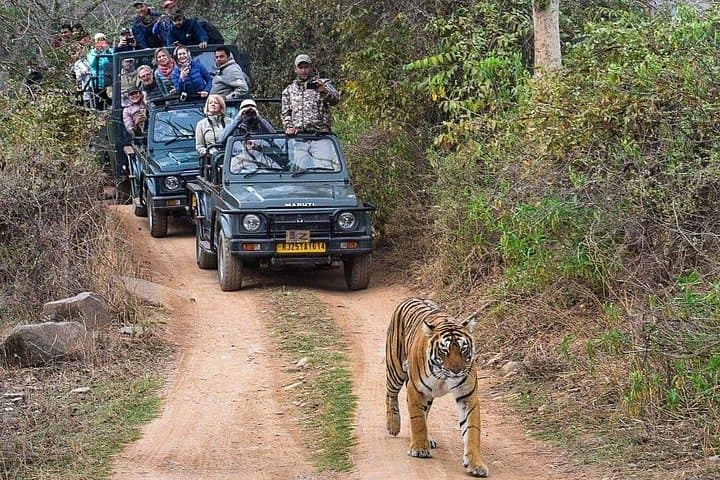 Golden Triangle & Ranthambore: 8-Day Private Tour from Delhi to Jaipur with Tiger Safari photo 4
