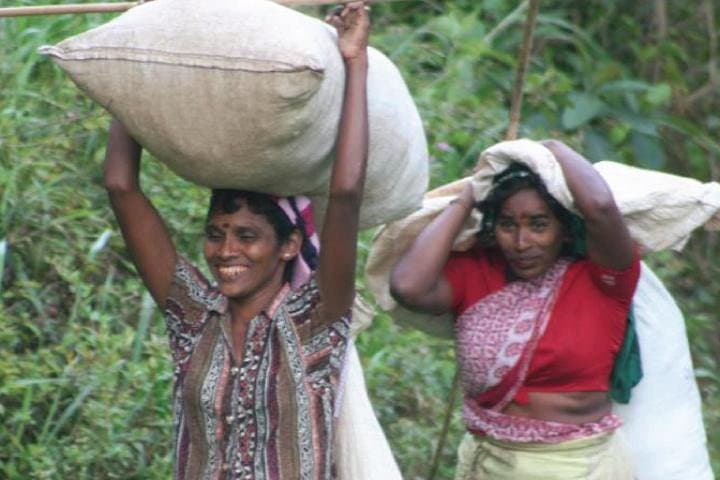 Birdwatcher's Quest: Hanthana Mountain Range Trek from Kandy photo 3