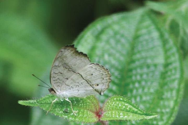 Birdwatcher's Quest: Hanthana Mountain Range Trek from Kandy photo 4