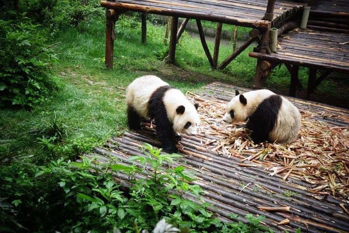 18-Day Classic China Tour — Beijing to Shanghai via Xi'an, Chengdu & Zhangjiajie photo 2