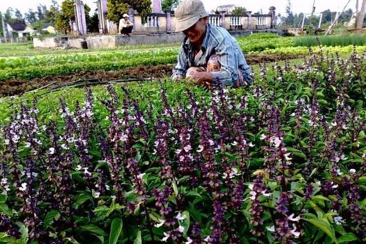 Tra Que Farming & Cooking Class — Hoi An Morning at the Herb Village photo 4