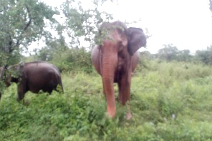 glamour-of-sri-lanka-8-day-cultural-wildlife-and-coast-tour photo 4