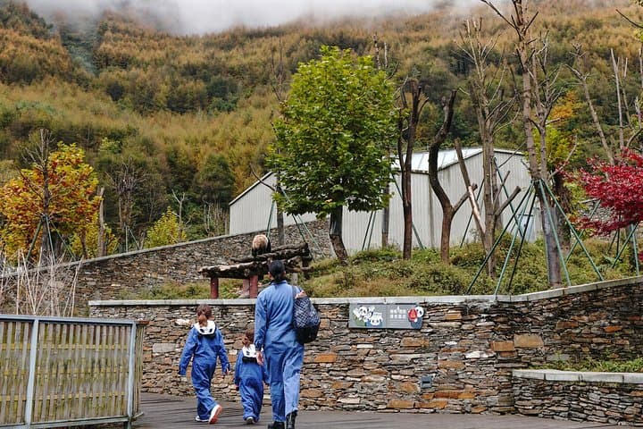 Volunteer at Wolong Panda Base: One-Day Panda Care Experience from Dujiangyan