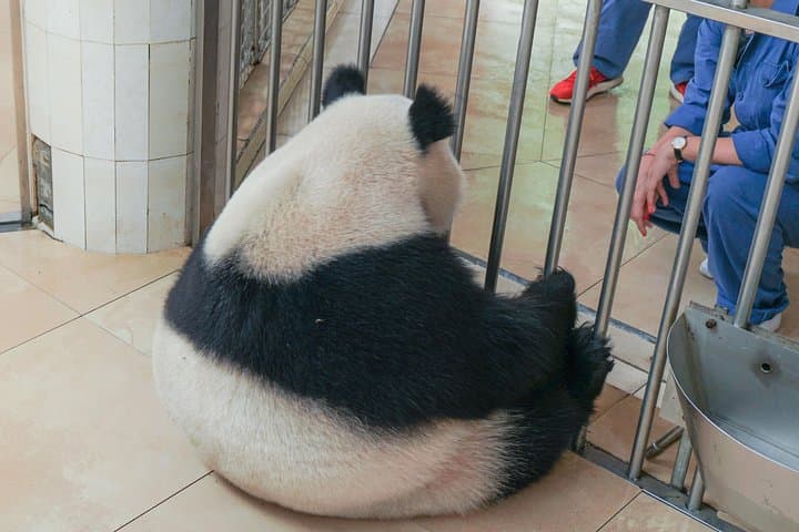 Volunteer at Wolong Panda Base: One-Day Panda Care Experience from Dujiangyan photo 4