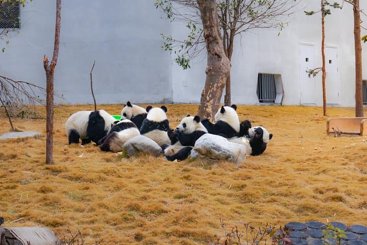 Volunteer at Wolong Panda Base: One-Day Panda Care Experience from Dujiangyan photo 5
