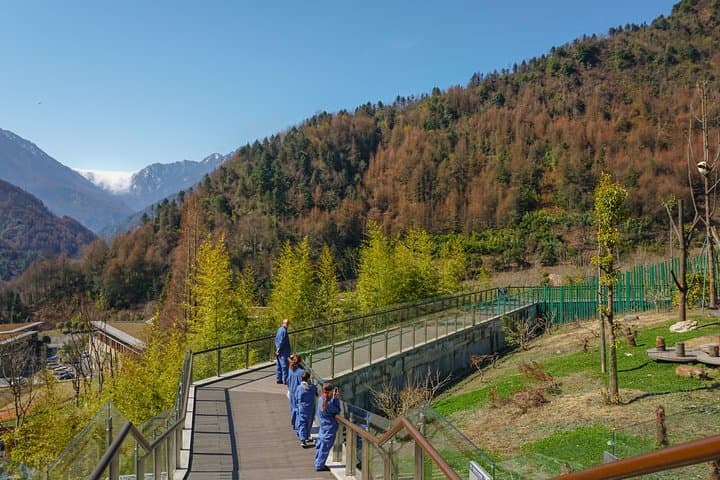 Volunteer at Wolong Panda Base: One-Day Panda Care Experience from Dujiangyan photo 2