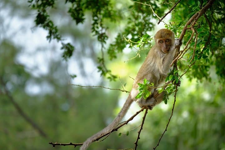 Half-Day Sok River Bamboo Rafting, Monkey Temple & Khao Sok Viewpoint from Khao Lak photo 3