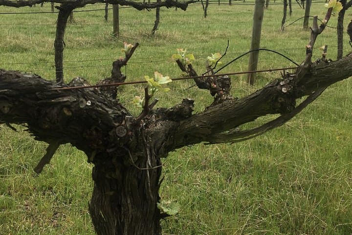 Private personalised wine tour in NSW Southern Highlands — boutique cellar doors & local food photo 6