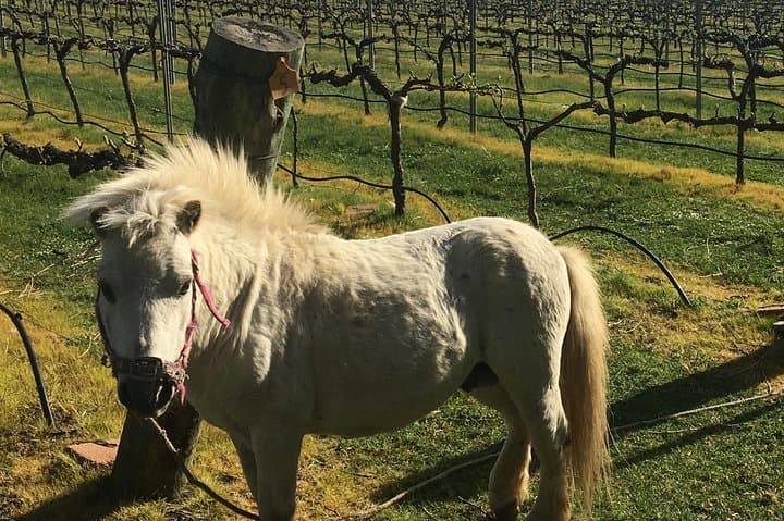 Private personalised wine tour in NSW Southern Highlands — boutique cellar doors & local food photo 5