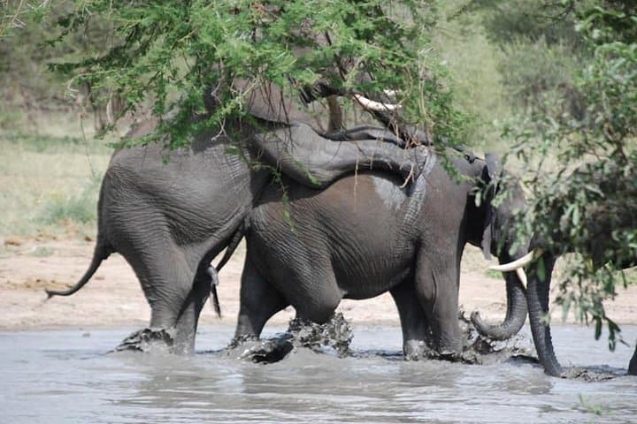 2-Day Tarangire and Ngorongoro Crater Safari from Arusha photo 2
