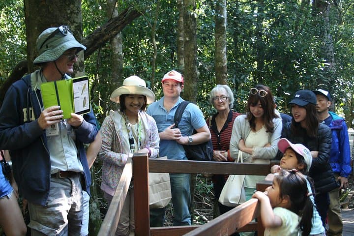Natural Bridge Glow Worm Night Tour — Springbrook Rainforest from Gold Coast photo 3