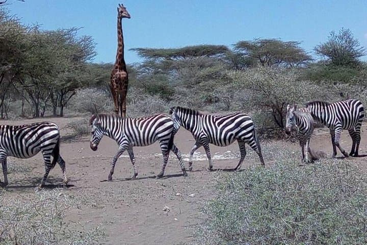 2-Day Tarangire and Ngorongoro Crater Safari from Arusha photo 4