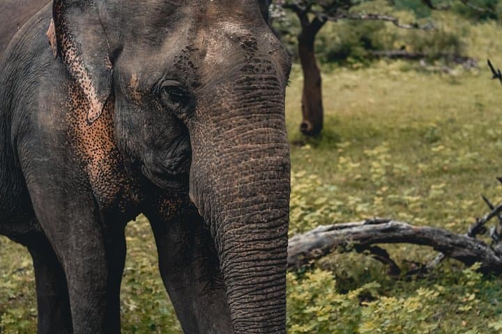 Ceylon Endearment: 27-Day Cultural and Coastal Journey Through Sri Lanka photo 5