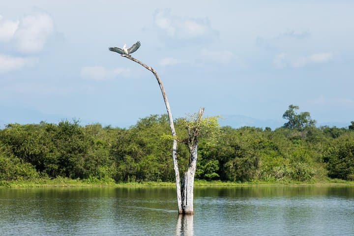 Classic Sri Lanka: 20-Day Cultural & Wildlife Adventure Itinerary photo 6