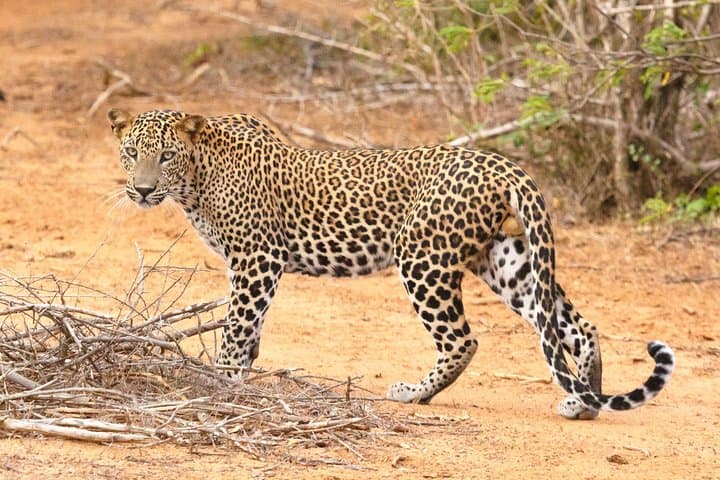 Classic Sri Lanka: 20-Day Cultural & Wildlife Adventure Itinerary photo 5