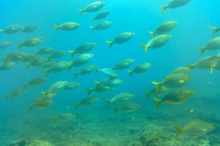 Discover Scuba Diving in Gran Canaria: Beginner Dives at Amadores Bay photo 4