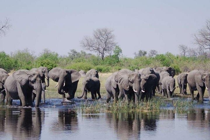 Chobe Full-Day Safari from Livingstone — River Cruise, Game Drive & Big Elephant Viewing photo 1