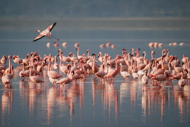 3-Day Safari: Tarangire, Lake Manyara & Ngorongoro Crater photo 1