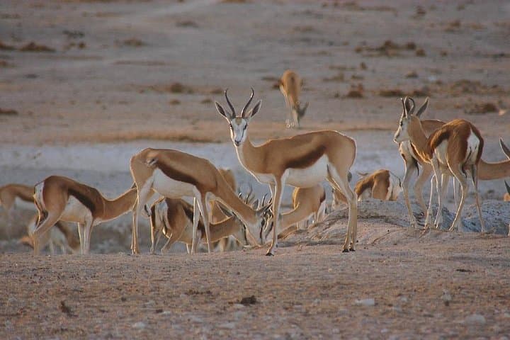 3-Day Safari: Tarangire, Lake Manyara & Ngorongoro Crater photo 2