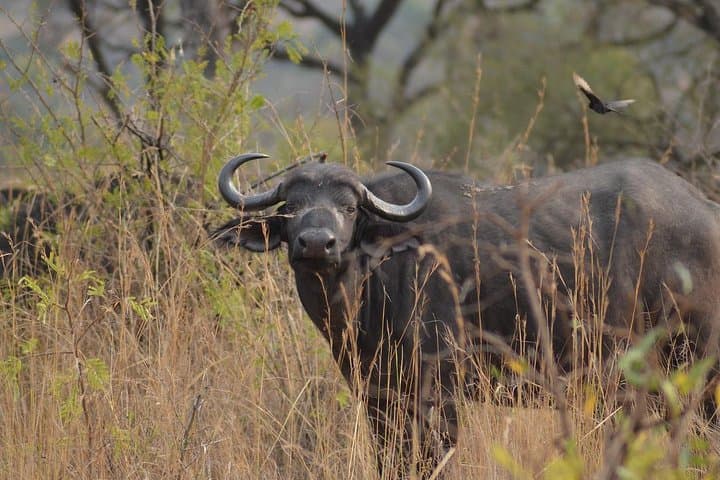 3-Day Safari: Tarangire, Lake Manyara & Ngorongoro Crater photo 3