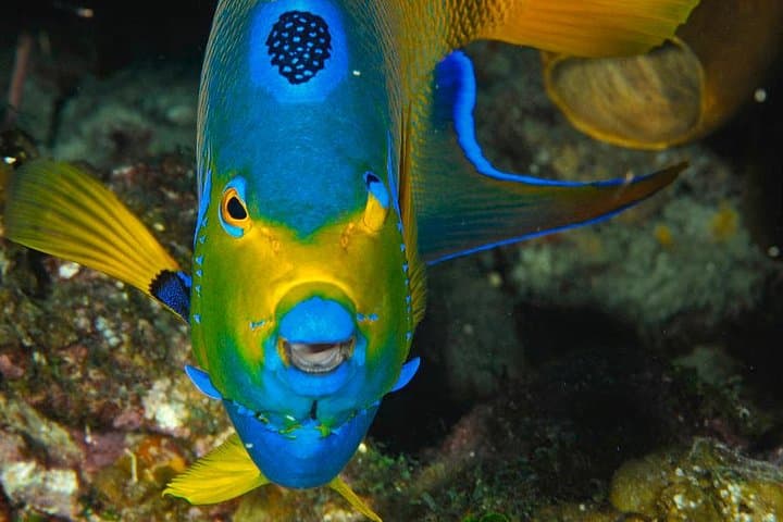 Costa Maya 1-Tank Dive for Certified Divers – Mesoamerican Reef Adventure