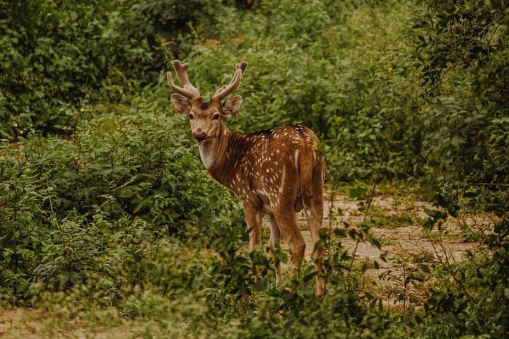 Bharatpur Birdwatching & Keoladeo Safari: Full-Day Wildlife Tour from Delhi