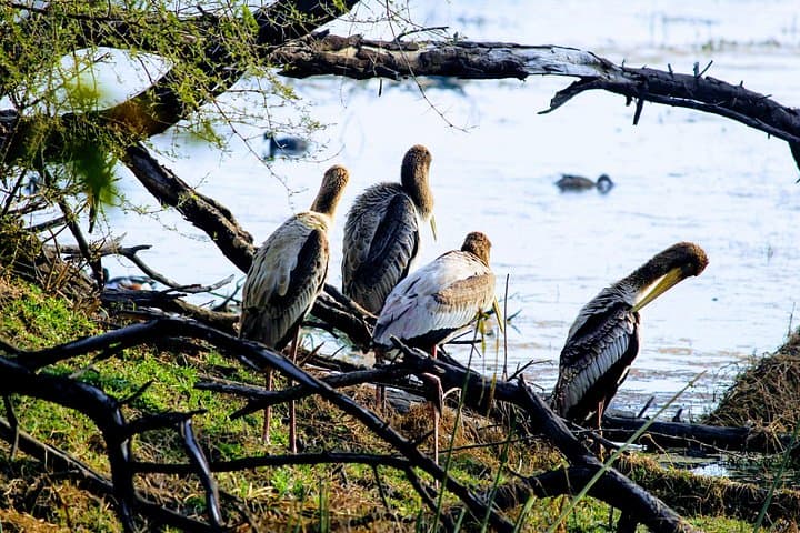 Bharatpur Birding Adventure from Delhi — Keoladeo National Park Day Trip