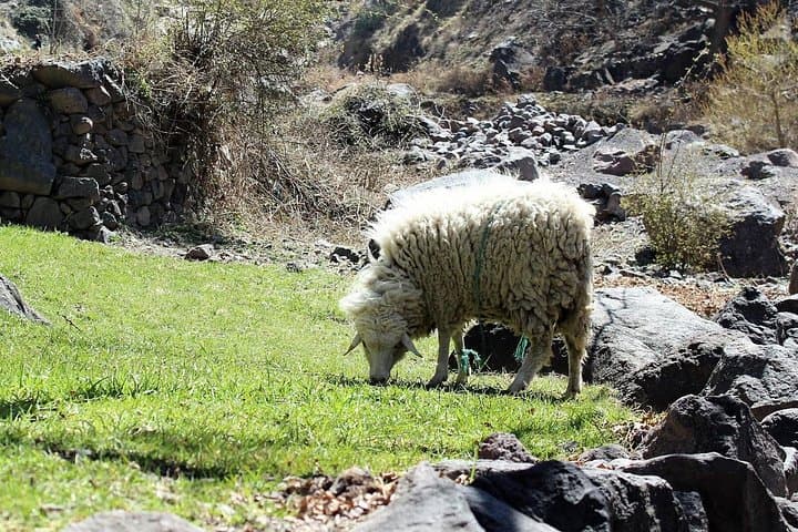 Atlas Mountains Day Trip from Marrakech: Camel Ride, Waterfalls & Berber Villages photo 1