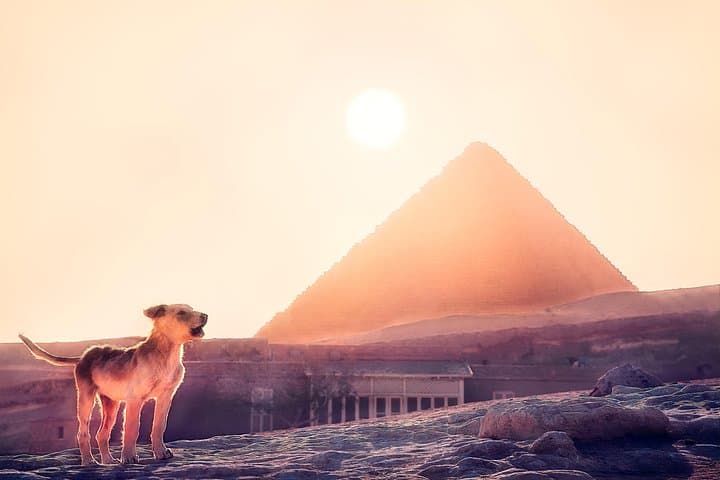 Half-Day Pyramids of Giza Tour — Camels, Sphinx & Egyptian Lunch photo 4
